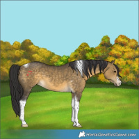 Horse Color:White Spotted Buckskin Dun Tobiano 