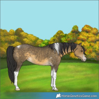 Horse Color:White Spotted Buckskin Dun Tobiano