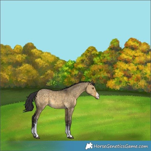 Horse Color:White Spotted Buckskin Dun 
