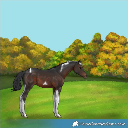 Horse Color:Brown Tobiano 