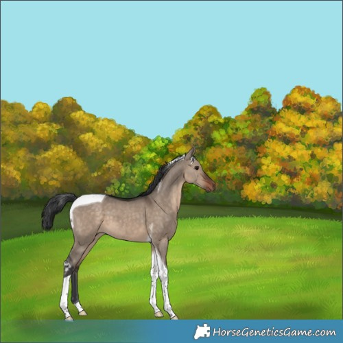 Horse Color:Brown Dun Tobiano 