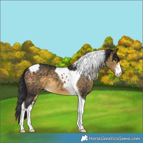 Horse Color:White Spotted Buckskin Tobiano 