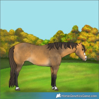 Horse Color:Buckskin 