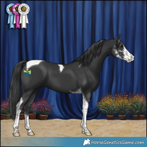 Horse Color:Black Sabino Tobiano 