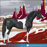 Horse Color:White Spotted Black Tobiano