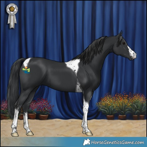Horse Color:White Spotted Black Tobiano 