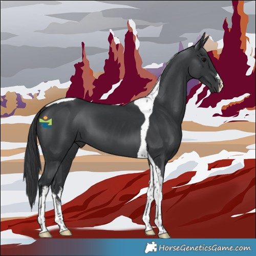 Horse Color:White Spotted Black Tobiano 