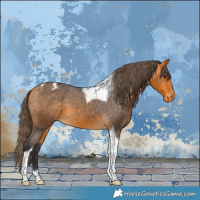 Horse Color:Buckskin Tobiano Varnish 