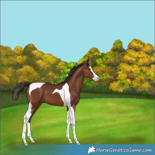 Horse Color:Brown Splash Tobiano 
