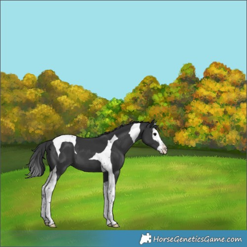 Horse Color:Black Splash Tobiano 