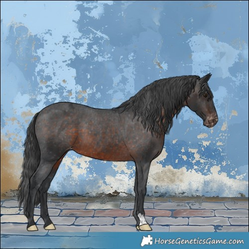 Horse Color:Brown Appaloosa
