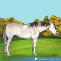 Horse Color:Buckskin Ice Onyx Splash 