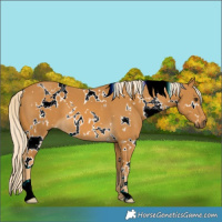 Horse Color:White Spotted Palomino 