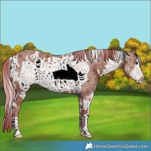 Horse Color:White Spotted Chestnut Ice Frame