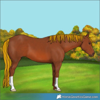 Horse Color:Painted Chestnut 