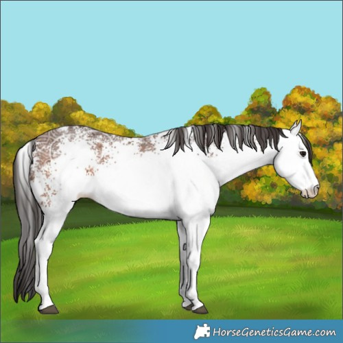 Horse Color:White Spotted Brown Ice Rabicano