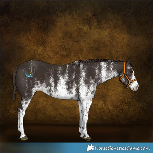 Horse Color:White Spotted Liver Chestnut 