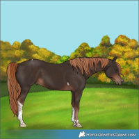 Horse Color:Liver Chestnut Tobiano 