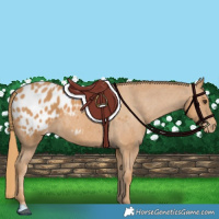 Horse Color:Chestnut Appaloosa