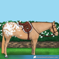 Horse Color:Chestnut Appaloosa 