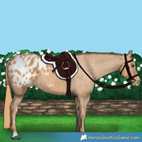 Horse Color:Chestnut Appaloosa