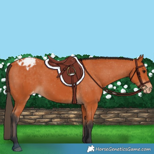 Horse Color:Bay Varnish 