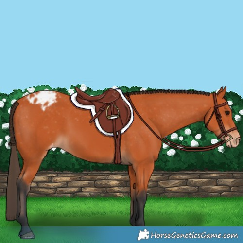 Horse Color:Bay Appaloosa 