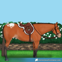 Horse Color:Bay Appaloosa 