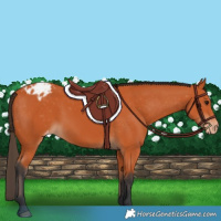 Horse Color:Bay Appaloosa
