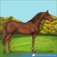 Horse Color:Chestnut 