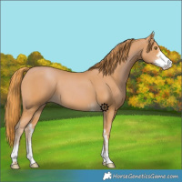 Horse Color:Chestnut Sabino 