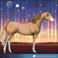 Horse Color:Chestnut Sabino Splash 