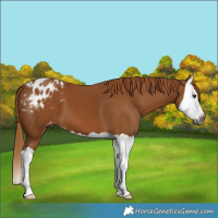 Horse Color:Gray Chestnut Splash Appaloosa 