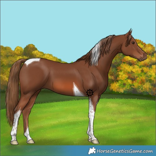 Horse Color:Chestnut Tobiano 