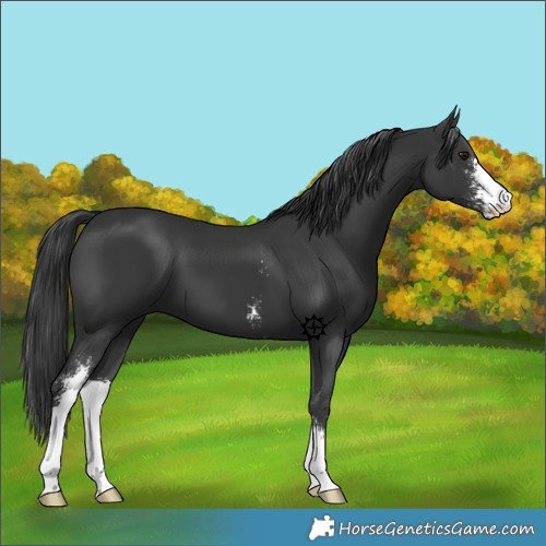 Horse Color:Black Sabino 
