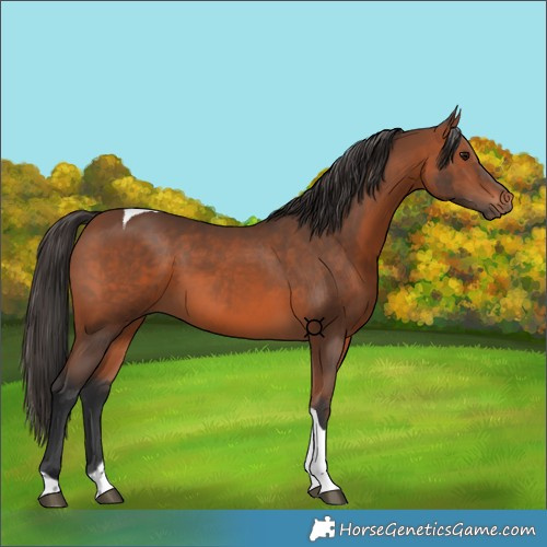 Horse Color:Bay Tobiano 