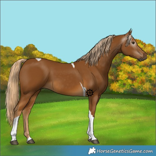 Horse Color:Gray Palomino Tobiano 