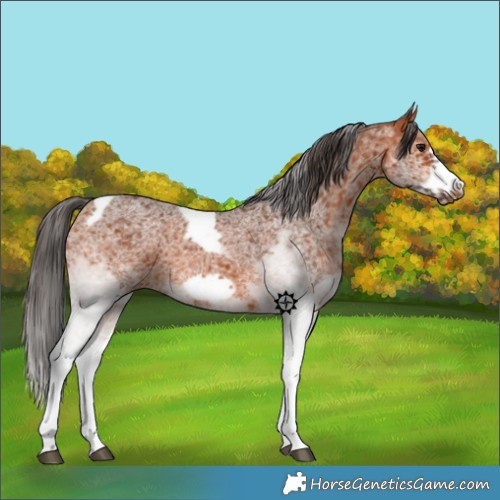 Horse Color:White Spotted Bay Tobiano Frame 