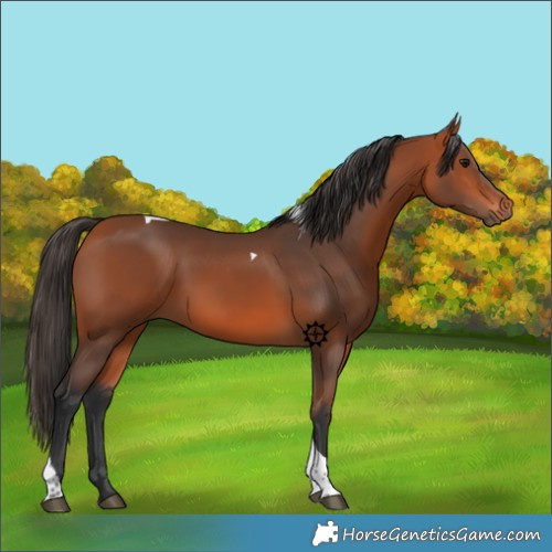 Horse Color:Bay Tobiano 