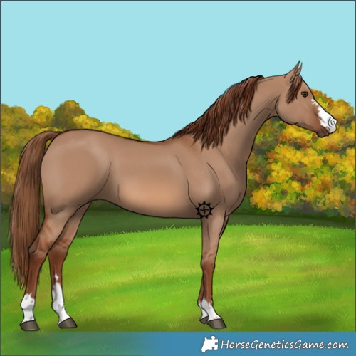Horse Color:Red Dun