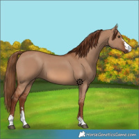 Horse Color:Red Dun