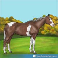 Horse Color:Silver Black Splash Tobiano
