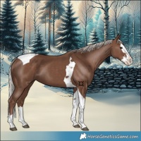 Horse Color:Silver Black Splash Tobiano