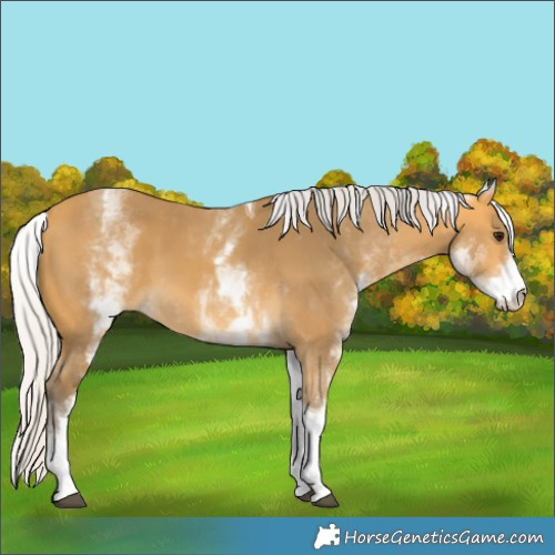 Horse Color:White Spotted Silver Buckskin Tobiano 