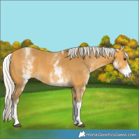 Horse Color:White Spotted Silver Buckskin Tobiano 