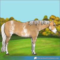 Horse Color:White Spotted Silver Buckskin Tobiano