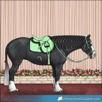 Horse Color:Black Splash Frame  and Black Splash Frame 