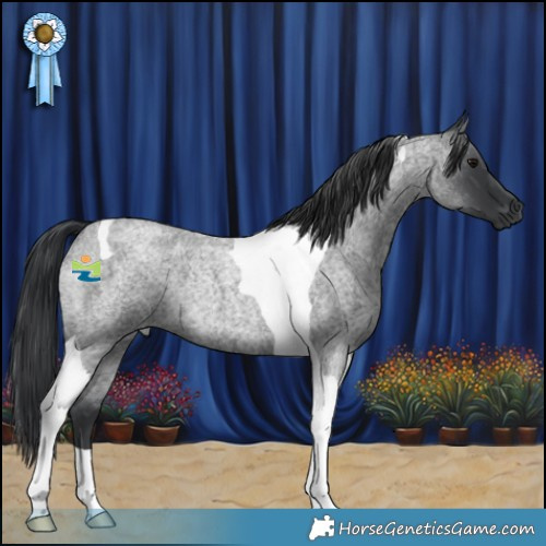 Horse Color:Blue Roan Tobiano Rabicano 