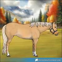 Horse Color:Palomino Dun Rabicano 