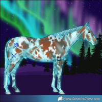Horse Color:Thunderstruck White Spotted Silver Bay